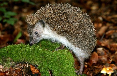 Ostigel (Erinaceus concolor) - © Alois Absenger